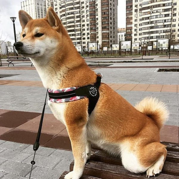 EASY FIT MESH CAMOUFLAGE mit verstellbarem Bauchgurt