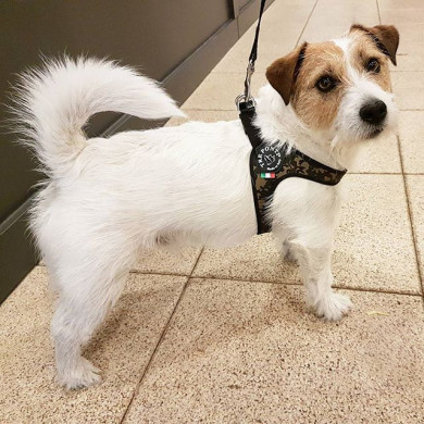 EASY FIT CAMOUFLAGE HARNESS EASY FIT CAMOUFLAGE HARNESS