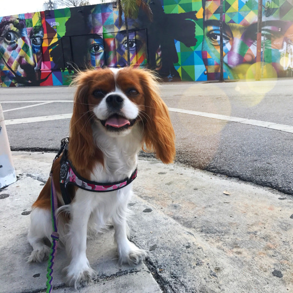 EASY FIT CAMOUFLAGE HARNESS mit verstellbarem Bauchgurt