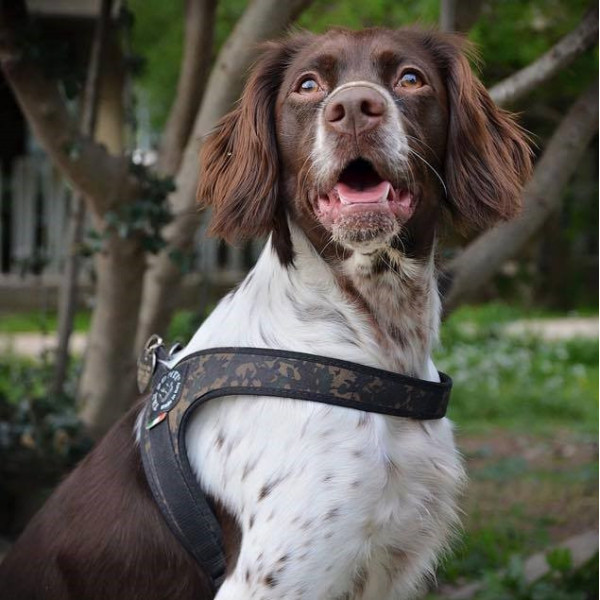 EASY FIT CAMOUFLAGE HARNESS mit verstellbarem Bauchgurt EASY FIT CAMOUFLAGE HARNESS mit verstellbarem Bauchgurt