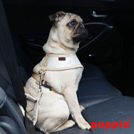 GALA SEATBELT LEAD II