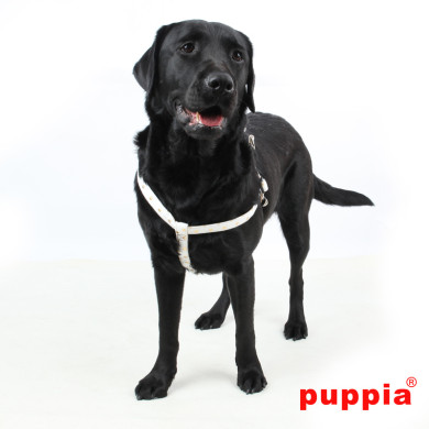 MODERN DOTTY HARNESS X MODERN DOTTY HARNESS X