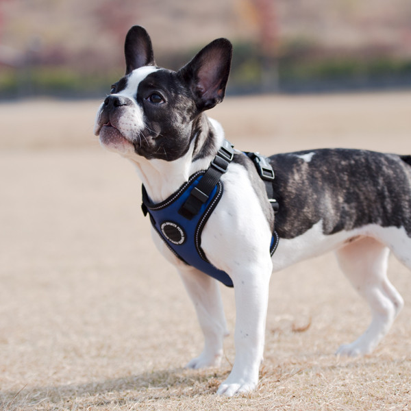 TREK SAFETY HARNESS F