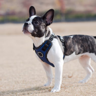 TREK SAFETY HARNESS F