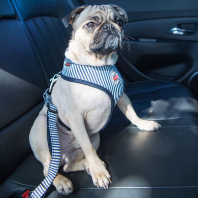 BOBBY SEATBELT LEAD BOBBY SEATBELT LEAD