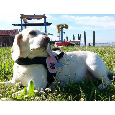 primo plus harness