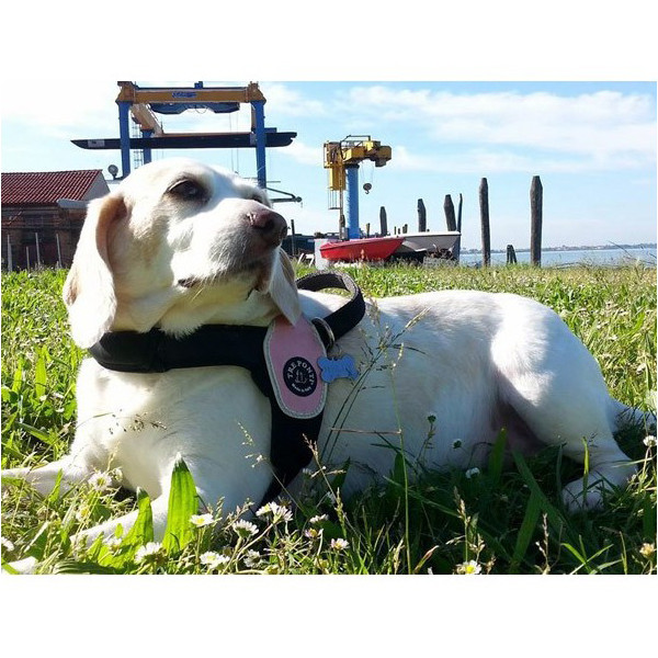 primo plus harness