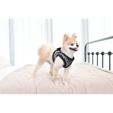 LEONARD HARNESS B LEONARD HARNESS B