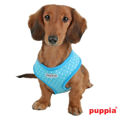 DOTTY HARNESS A DOTTY HARNESS A