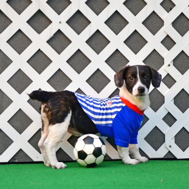 STRIKER STRIKER