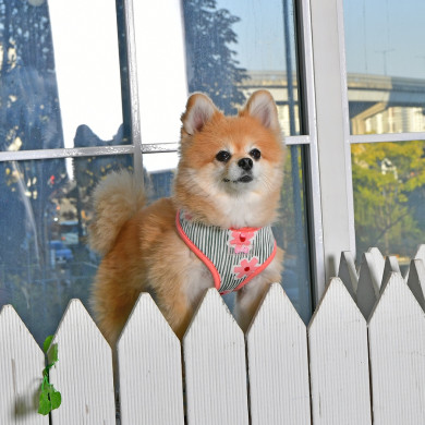 VERNA HARNESS A VERNA HARNESS A