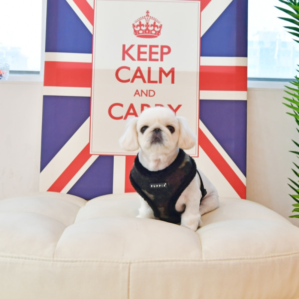 COLONEL HARNESS A