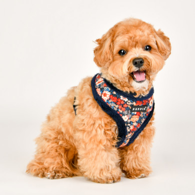 GIANNI HARNESS A GIANNI HARNESS A