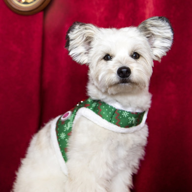 NOELLE PINKA HARNESS NOELLE PINKA HARNESS