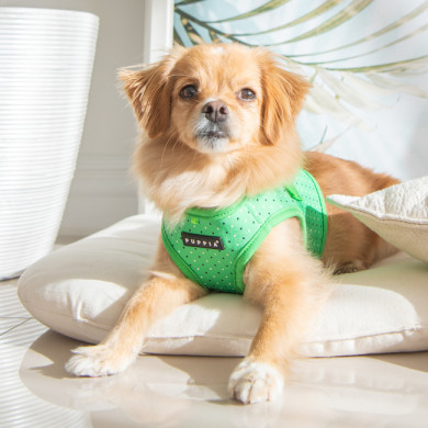 BONNIE HARNESS B BONNIE HARNESS B