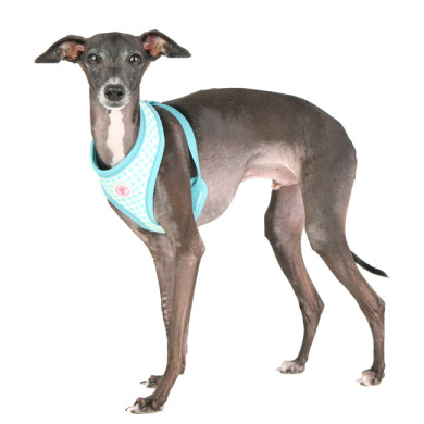 ALAIA HARNESS ALAIA HARNESS