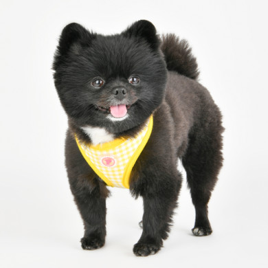 ALAIA HARNESS ALAIA HARNESS
